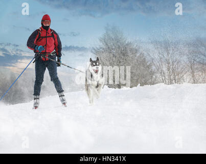 Langläufer. Skifahrer auf Skiern von einem Hund auf einer verschneiten Landschaft gezogen. Winter Schlitten Hunderennen auf der Rennstrecke. Stockfoto