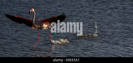 Eine größere Flamingo in der camargue Landung auf dem Wasser bei Sonnenuntergang. Park ornithologique de Pont de Gau Stockfoto