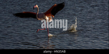 Eine größere Flamingo in der camargue Landung auf dem Wasser bei Sonnenuntergang. Park ornithologique de Pont de Gau Stockfoto