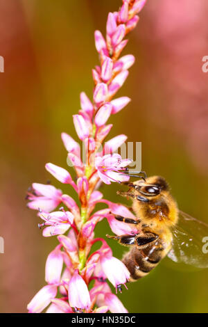 Bienen bestäuben eine Persicaria Blume Stockfoto