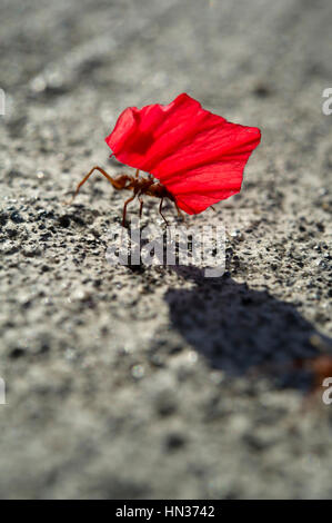 Blatt-Scherblock Ameise (Atta Cephalotes) trägt eine rote Blume Blütenblatt Stockfoto