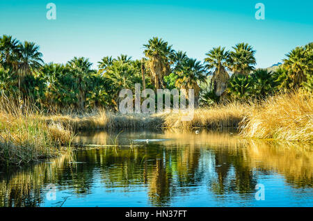 Tucson, Arizona, Aqua Caliente Oasis Park Stockfoto