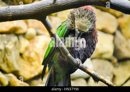 Vogel beim Vogelhaus an der Smithsonian National Zoological Park in Washington D.C. Stockfoto