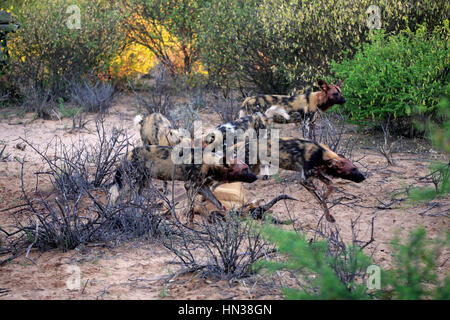 Afrikanischer Wildhund, (LYKAON Pictus), packen Sie ernähren sich von töten, Tswalu Game Reserve, Kalahari, Northern Cape, Südafrika, Afrika Stockfoto