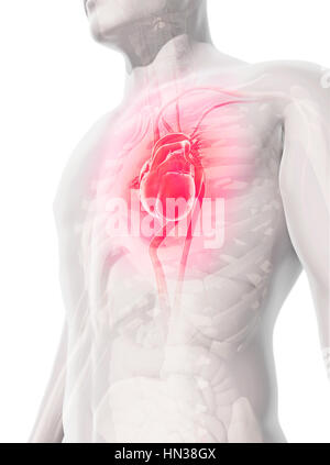 3D Abbildung des Herzens - Teil des menschlichen Bio. Stockfoto