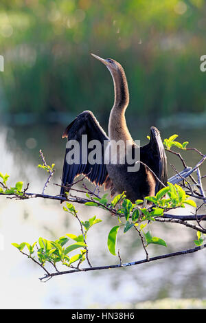 Anhinga, (Anhinga Anhinga), Wakodahatchee Feuchtgebiete, Delray Beach, Florida, USA, Nordamerika, erwachsenes Weibchen auf AST Trocknung Federn Stockfoto