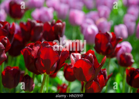 Tulpe Blumen. Frische rote Tulpen Glade. Feld mit roten Tulpen in den Niederlanden. Rote Tulpen Hintergrund. Gruppe von roten Tulpen im Park. Frühling-si Stockfoto