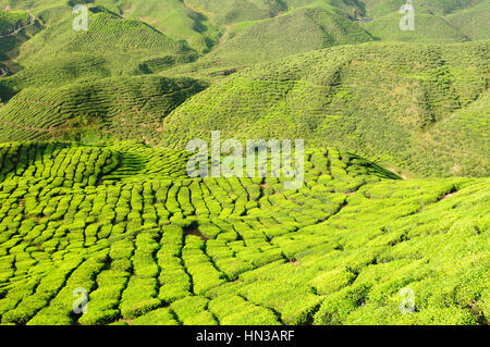 Teeplantagen in den Cameron Highlands, Malaysia Stockfoto