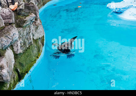 Dichtung in das blaue Wasser des Pools im ZOO von Belgrad Serbien Stockfoto