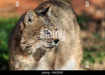 Ein Bobcat in Oklahoma City Zoo Posen für sein Porträt Stockfoto