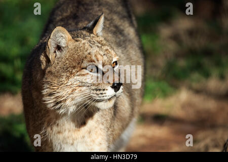 Ein Bobcat in Oklahoma City Zoo Posen für sein Porträt Stockfoto