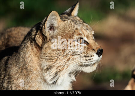 Ein Bobcat in Oklahoma City Zoo Posen für sein Porträt Stockfoto