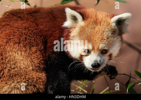 Rote Pandas auf gezählt werden können, für die süße. Dieser ist von der Oklahoma City Zoo. Stockfoto
