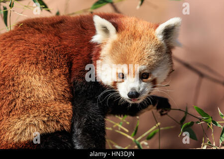 Rote Pandas auf gezählt werden können, für die süße. Dieser ist von der Oklahoma City Zoo. Stockfoto
