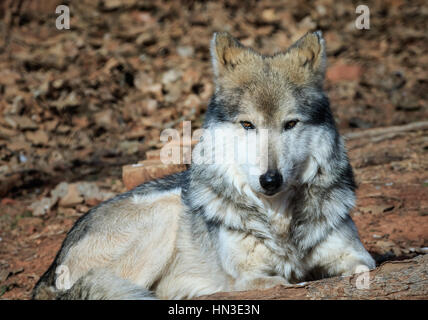 Eine mexikanische Grey Wolf aus dem Oklahoma City Zoo. Stockfoto