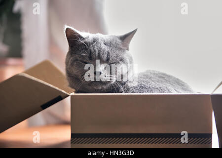 Wunderschöne graue Katze schlafen in einer Box. Britisch Kurzhaar Kätzchen schlafen zu Hause. Closeup Haustier. Stockfoto