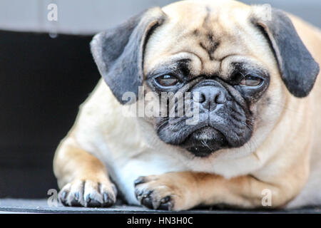 Super süße Mops Hund geben ihr schönstes Lächeln für die Kamera Stockfoto