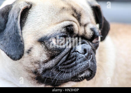 Super süße Mops Hund geben ihr schönstes Lächeln für die Kamera Stockfoto