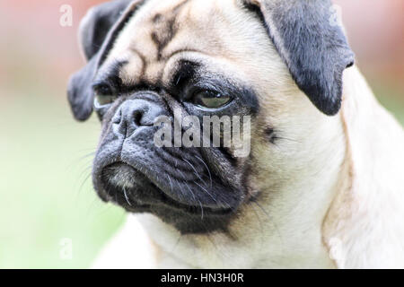 Super süße Mops Hund geben ihr schönstes Lächeln für die Kamera Stockfoto