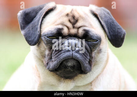 Super süße Mops Hund geben ihr schönstes Lächeln für die Kamera Stockfoto