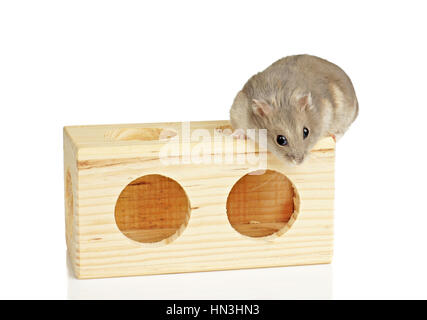 Zwerg Winterweiß Haustier Hamster Holz saß auf Block isoliert auf weißem Bcakground Stockfoto