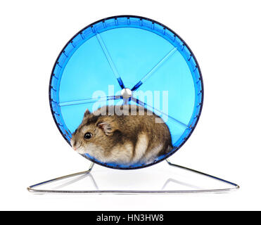 Zwerg Winterweiß Haustier Hamster in blau Laufrad auf weißem Hintergrund Stockfoto