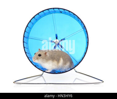 Zwerg Winterweiß Haustier Hamster in blau Laufrad auf weißem Hintergrund Stockfoto