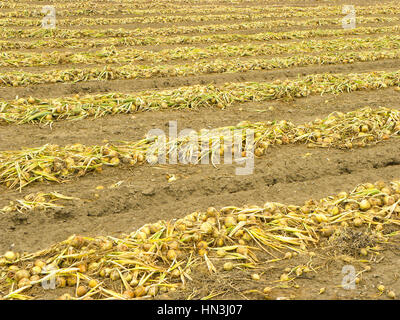 Reihen von Reifen Zwiebeln im Feld reif für die Ernte Stockfoto