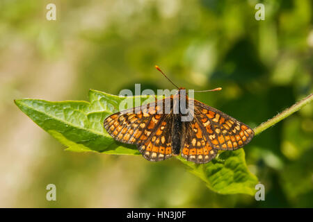 Winzige seltene Marsh Fritillary Butterfly, Etikett Aurinia, ruht auf einem Blatt mit offenen Flügeln Stockfoto