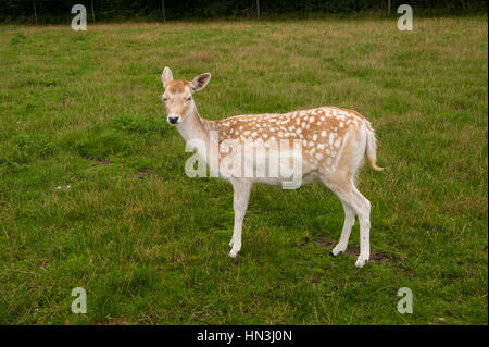 Einzelne Brache Hirsch Hirschkuh, Dama Dama stehen seitwärts gerichtete Kamera auf Rasen in einer Parklandschaft Stockfoto