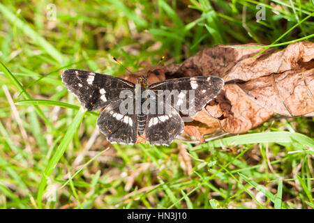 Zweite Brut Karte Schmetterling, Araschnia Levana, sonnen sich auf totes Blatt bei Sonnenschein mit offenen Flügeln Stockfoto