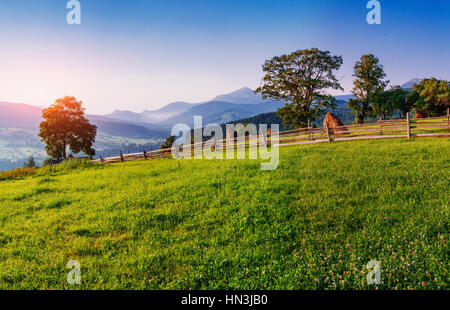 Nahaufnahme von mehreren Rotklee-Köpfe Stockfoto