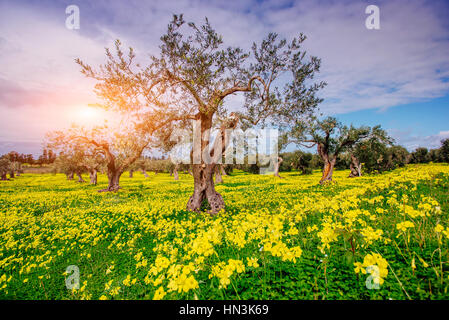 Gelbe Blumen im Garten Stockfoto