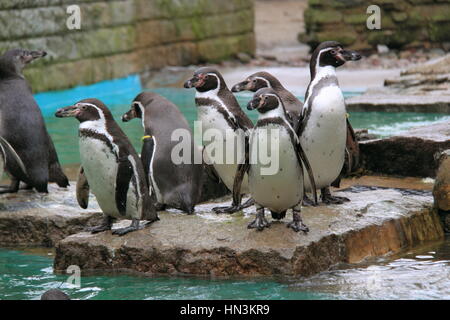 Humboldt-Pinguine (Spheniscus Humboldti), Birdworld, Holt Pfund, Farnham, Surrey, England, Großbritannien, Vereinigtes Königreich UK, Europa Stockfoto