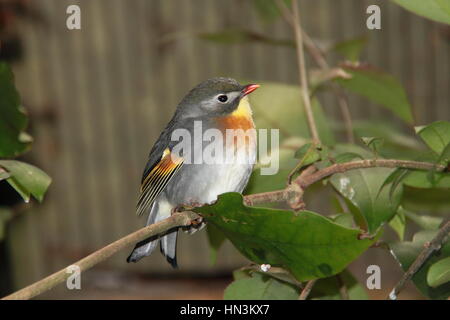 Pekin Robin (Leiothrix Lutea), Birdworld, Holt Pfund, Farnham, Surrey, England, Großbritannien, Vereinigtes Königreich UK, Europa Stockfoto