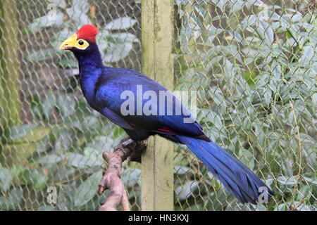 Ross Turaco (Musophaga Rossae), Birdworld, Holt Pfund, Farnham, Surrey, England, Großbritannien, Vereinigtes Königreich UK, Europa Stockfoto