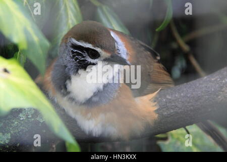 Größere Necklaced Laughingthrush (Garrulax Pectoralis), Birdworld, Holt Pfund, Farnham, Surrey, England, Großbritannien, Vereinigtes Königreich UK, Europa Stockfoto