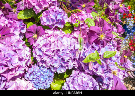 Schöne Hortensien und violette Clematis im Garten Stockfoto