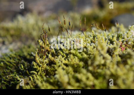 Moos und Sprossen Stockfoto