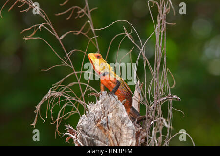 Oriental Garden Lizard (Calotes versicolor), Männchen während der Paarungszeit, Malediven Stockfoto