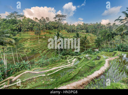 Jatiluwih Reis Terrassen, Penebel, Bali, Indonesien Stockfoto