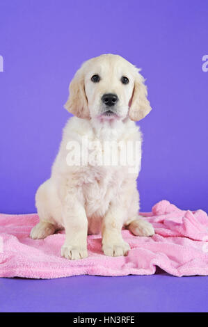 Golden Retriever Welpe, sitzend auf rosa Decke Stockfoto