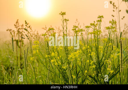 auf einem grünen Rasen in der Nebel am frühen Morgen. Tau auf dem üppigen grünen Rasen ein Sommer nebligen Morgen. die Sonnenstrahlen fallen auf den nassen Rasen und Blumen. Flo Stockfoto