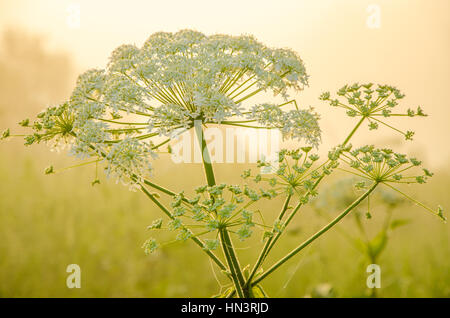 auf einem grünen Rasen in der Nebel am frühen Morgen. Tau auf dem üppigen grünen Rasen ein Sommer nebligen Morgen. die Sonnenstrahlen fallen auf den nassen Rasen und Blumen. Flo Stockfoto