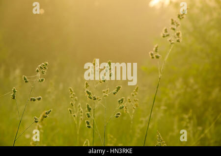 auf einem grünen Rasen in der Nebel am frühen Morgen. Tau auf dem üppigen grünen Rasen ein Sommer nebligen Morgen. die Sonnenstrahlen fallen auf den nassen Rasen und Blumen. Flo Stockfoto