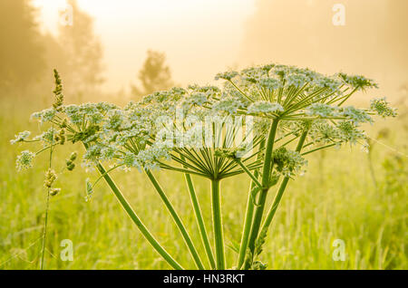 auf einem grünen Rasen in der Nebel am frühen Morgen. Tau auf dem üppigen grünen Rasen ein Sommer nebligen Morgen. die Sonnenstrahlen fallen auf den nassen Rasen und Blumen. Flo Stockfoto