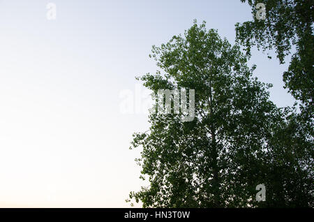 Nebel über dem Wasser. Morgennebel. dicken Morgennebel über dem See. rund um den See wachsen Sie Birken. früh am Morgen warm Landschaft. die Sonne steigt Stockfoto