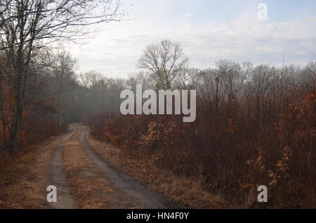 Landstraße durch Nebel Winterwald Stockfoto