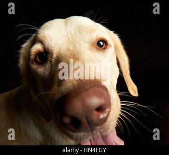 lustige Portrait Retriever Hund isoliert auf schwarz Stockfoto