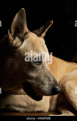 Malinoise Hirt Porträt von Seite isoliert auf schwarz Stockfoto